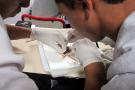 Les &eacute;l&egrave;ves rabattent la peau de la souris sur les c&ocirc;t&eacute;s et l'attache avec des &eacute;pingles.