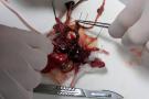 La dissection se termine, les &eacute;l&egrave;ves vont &eacute;tudier ensuite l'int&eacute;rieur de la souris.