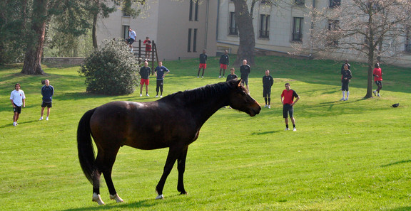 Un cheval s'invite à l'entraînement