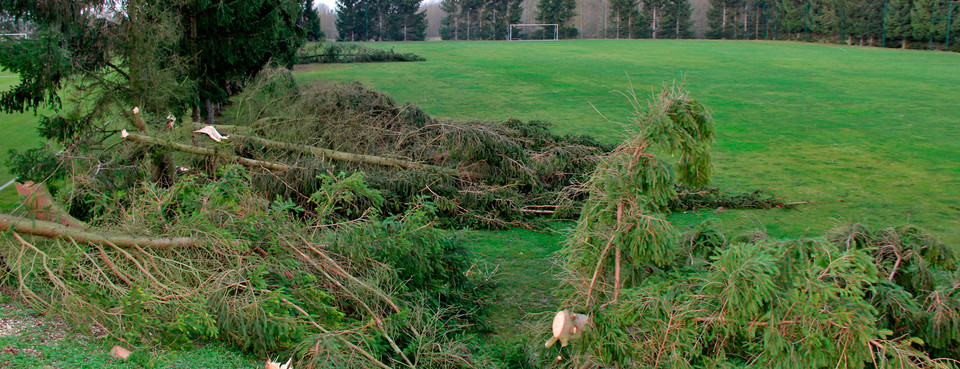 Des sapins sur les terrains