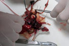 La dissection se termine, les &eacute;l&egrave;ves vont &eacute;tudier ensuite l'int&eacute;rieur de la souris.
